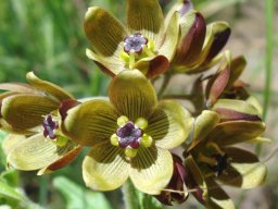 Schizoglossum hamatum flowers